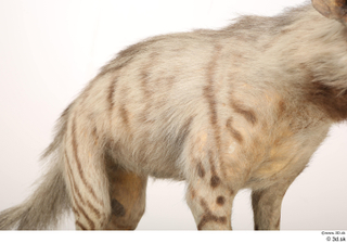 Striped Hyena Hyaena hyaena back chest 0001.jpg